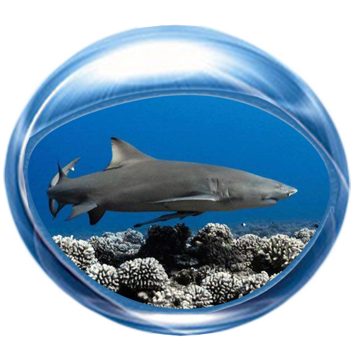 Requin