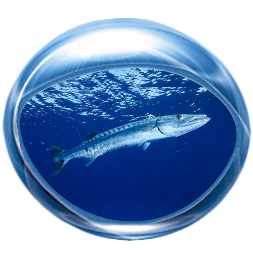 Baracuda