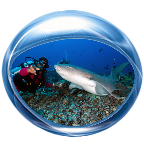 Shark 2